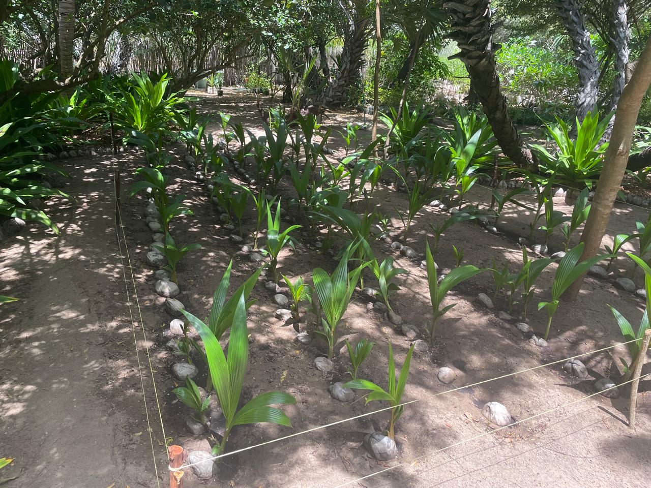 Local field team preparing a new planting site