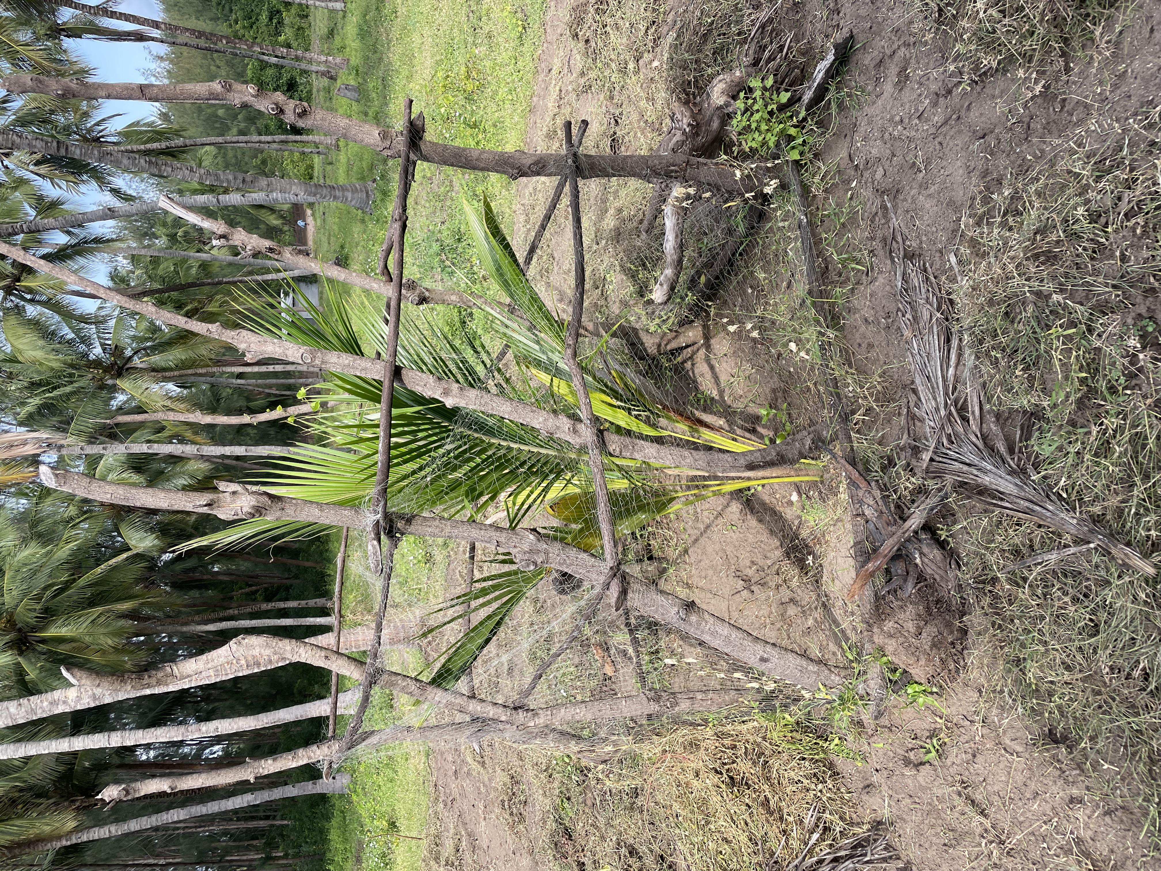 Young coconut seedlings ready to be planted